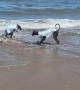 Dog's First Dip in the Sea Was Colder Than Expected