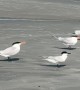 Bird Chooses Mischief And Rams Into Backside