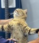 Cat Has Spiritual Experience at the Groomer