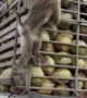 Monkeying Around on the Coconut Truck