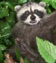 Found a Baby Raccoon at the Park