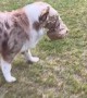 Puppy Steals His Lunch Fail