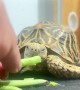 Tortoise Reaction to Medicine