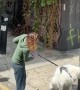 Stubborn Dog Refuses To Budge During Walk In London
