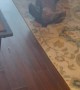 Dog Plays Dead for Attention
