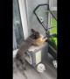 Pup Snuggles Cat