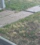 Basset Hound Releases Cat's Daily Catch