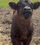 One Week Old Darling Highland Cow