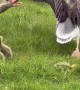 Goose Protects Its Chicks From the Sheep