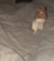Woke Up to My Hamster Staring at Me at 3 AM