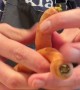 Two Carrots Grow Together In Spiral