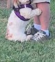 Dog Asks Dad For Uppies In Dog Park