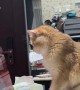 Programming Orange Cat Taps On Screen