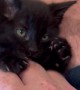 Tiny Void Kitten Plays With Hand Scritches