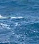 Multiple Orcas Breaking Water