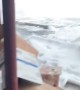 Boxer Dog Summons Restaurant Staff for Bacon