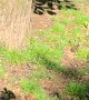 Wood Duckling Bravely Leap From Tree Nest