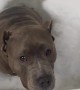 Bubble Bath Bandit