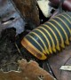 Borneo Giant Pill Millipede