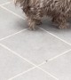 Little Dog With Silly Shaved Head