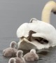 Swan Cygnets Hitch a Ride on Mom