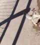 Thirsty Squirrel at the Grand Canyon