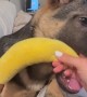 Puppy Chooses Hand Over Banana Toy