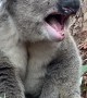 Grumpy Koala Bellows at New Neighbour