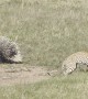 Young Leopard Pesters Porcupines
