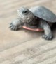 Baby Turtle Found In Equestrian Area