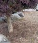 Couple on Anniversary Trip Encounter Black Bear Downtown