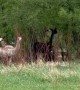 Llamas and Alpacas on the Trail Cross Over River