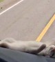 Cute Cat Rides on Truck Dashboard