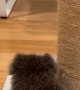 Koala Joey Louise Does Midnight Zoomies