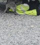 Velcro Pup Won't Let Dad Work on Truck