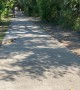 Baby Alligator Waddles Across Path