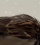 Rescued House Sparrow Takes a Bath With Mom