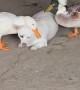 Two Ducks Grooming a Dog