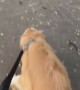 Dog Jumping for Puppuccino
