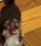 Tiny Chihuahua Throws Tantrum for Cookie Dough