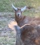 Goat and Willie Wagtail's Unexpected Friendship