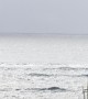Humpback Whale Teaching Offspring How to Jump