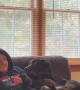 Dog Trying to Get Dad's Attention