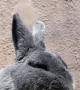 Bunny Rabbit Enjoys a Dandelion on a Sunny Afternoon