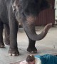 Elephant Gives Woman a Massage