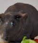 Hairless Guinea Pig Loves Eating Peppers