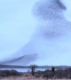 Swirling Starling Murmuration Over Lough Ennell, Ireland
