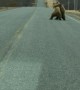 Two Bears Playfully Wrestle On Alaska Peninsula Highway