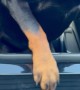 I Love My Rottweiler More Than I Love My Truck Paint