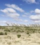 Parade of Giraffes in the Kgalagadi